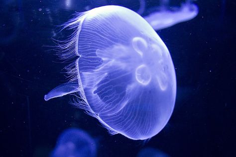 moon jelly (Aurelia aurita) Fine Fringe, Kids Sketchbook, Diy Jellyfish, Jellyfish Costume, Moon Jellyfish, Colorful Jellyfish, Jellyfish Tattoo, Ocean Tattoos, Medusa Tattoo