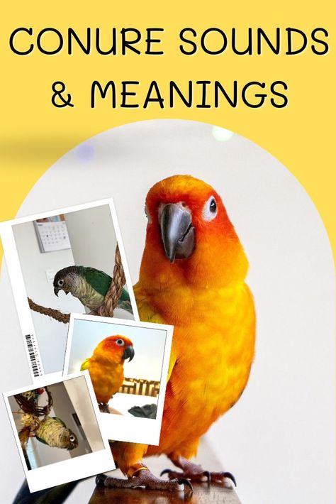 Do you know what your conures sounds mean? Parrots are very communicative and they express their emotions through sound. Understand your bird better by learning what their sounds mean. Pineapple Conure, Farm Facts, Conure Bird, Parrot Training, Conure Parrots, Sun Conure, Parrot Pet, Bird Brain, Keep Walking