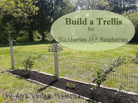 Build a Blackberry & Raspberry Trellis from One Acre Vintage Homestead  #berrytrellis Blackberry Trellis, Raspberry Trellis, Vintage Homestead, Growing Blackberries, Building A Trellis, Growing Raspberries, Gutter Garden, Berry Garden, Garden Vines