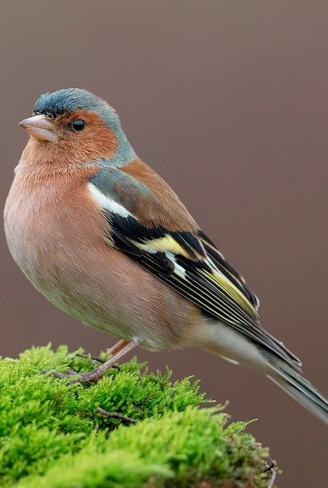 A beautiful chaffinch. Chaffinch Bird, Wild Birds Photography, Birds Of Paradise Plant, Chaffinch, British Birds, Finches, Nature Birds, Exotic Birds, Bird Pictures