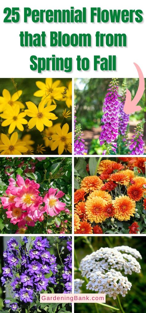 25 Perennial Flowers that Bloom from Spring to Fall pinterest image. All Season Flower Bed Perennials, Perrineals Flowers, Corner Perrenial Garden, Spring Summer Fall Perennial Garden, Wild Flower Gardens Backyards, Ohio Perrenial Flowers, Garden Scape Ideas, Late Spring Blooming Perennials, Spring Perennial Garden