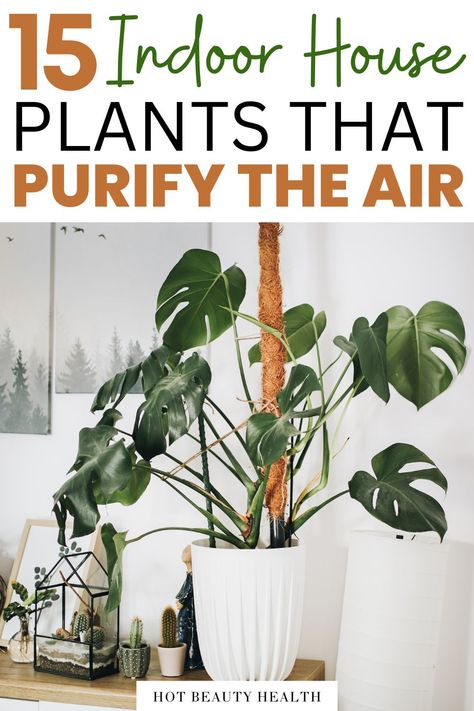 air purifying house plants Water Indoor Plants, Best Air Purifying Plants, Weeping Fig, Air Purifying House Plants, Chinese Evergreen, Plant Problems, Rubber Plant, Indoor Plant Care, Air Purifying Plants