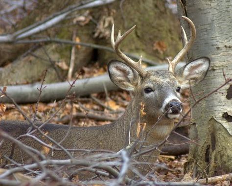 Great Deer Hunting Tips For Tree Stand/Ground Blind Placement, Spotting Deer and Taking The Critical Shot   It’s that time of year when ou... Deer Bedding, Deer Feeders, Deer Hunting Tips, Quail Hunting, Types Of Hunting, Deer Hunting Blinds, Whitetail Bucks, Hunting Life, Deer Stand