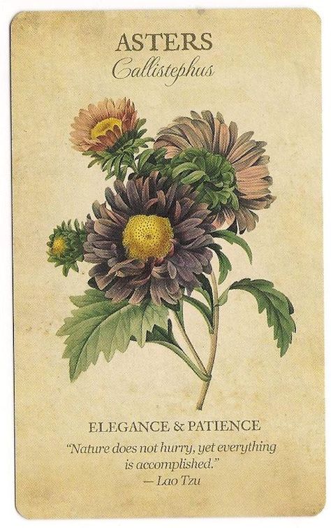 Botanical Inspirations Deck, Tarot Notes, Flower Dictionary, Flower Language, Piskel Art, Flower Guide, Illustration Botanique, Flower Meanings, Flower Names