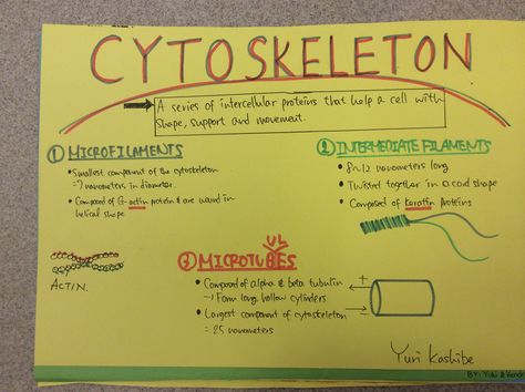 Cytoskeleton Inspirational Music Quotes, Biology Lessons, Cell Structure, Biology Notes, Cell Biology, Medical Knowledge, Study Tips College, Biochemistry, Study Inspiration