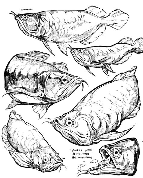 Fish Anatomy Illustration, Arowana Drawing, Fish Head Drawing, Fish Drawing Reference, Fish Sketch Drawing, Fishes Drawing, Fish Sketches, Sorie Kim, Sketch Fish