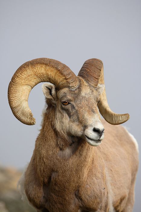 Bighorn Sheep, Rocky Mountain National Park, Colorado ~ Photo by Nate Zeman Sheep Drawing, North American Animals, Big Horn Sheep, Goat Art, North American Wildlife, Coban, Sheep Art, Mountain Goat, Anime Animals