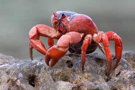 Christmas Island - Red Crab - Gecarcoidea natalis Christmas Island Crabs, Crab Jewelry, Coconut Crab, Red Animals, Saline Water, Crab Art, Red Crab, Sea Crab, Crab Shells