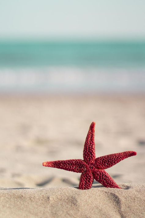 Red starfish on the beach | Wallpaper iphone summer, Beach wallpaper, Summer backgrounds Whats Wallpaper, Wallpaper Iphone Summer, Summer Backgrounds, Ocean Wallpaper, Beach Wallpaper, Summer Wallpaper, Ocean Life, Ocean Beach, Nature Wallpaper