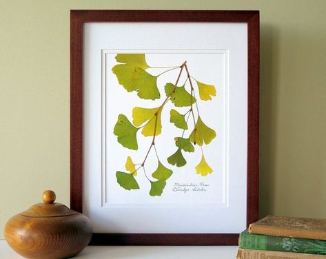 Ginko Leaves, Plant Artwork, Japanese Painted Fern, Hanging Curtain, Blue Hydrangea Flowers, Framed Plants, Ginkgo Tree, Ginkgo Leaves, Pressed Leaves