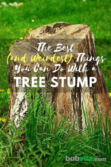 The Best (and Weirdest) Things You Can Do with a Tree Stump Tree Stump Decor, Stump Planter, Stump Ideas, Tree Stump Planter, Log Planter, Landscaping Around Trees, Wood Stumps, Tree Stumps, Bob Vila