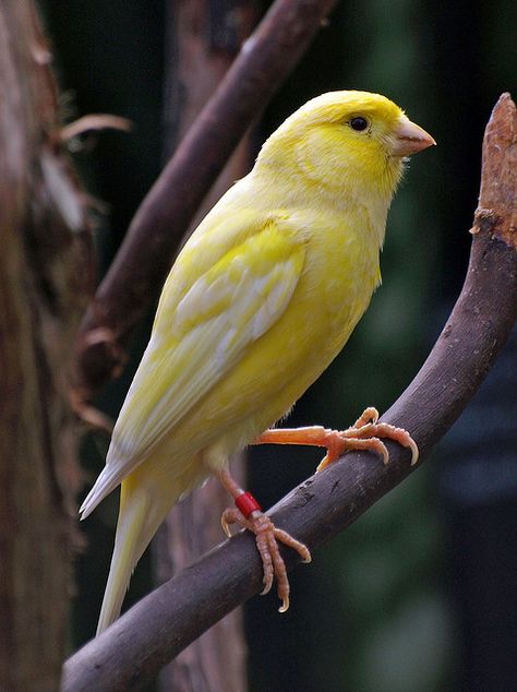 Yellow Canary 1 - Vancouver, Canada | Flickr - Photo Sharing! Bloedel Conservatory, Pet Parrot, Canary Birds, Farsi Calligraphy, Hot House, Parrot Cage, Tropical Bird, Parrot Toys, Kinds Of Birds