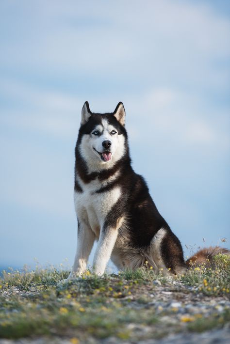 Pretty Husky, Haski Dog, Nice Dogs, Husky Drawing, Husky With Blue Eyes, Husky Faces, White Siberian Husky, Smiling Animals, Wolf Husky