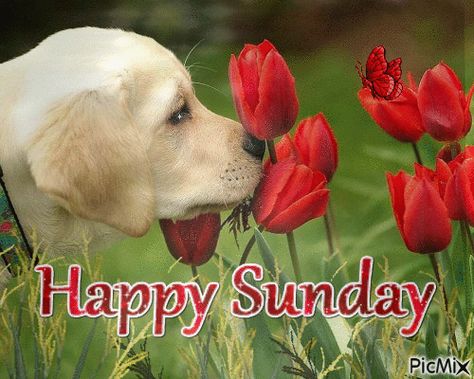 Dog Wallpaper Iphone, Golden Retriever Mix, Labrador Retrievers, Lab Puppies, Red Tulips, Dog Wallpaper, Retriever Puppy, Cute Dogs And Puppies, Golden Retrievers