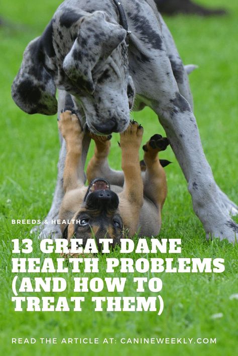 Great Dane Facts, Great Dane Rescue, Great Dane Puppies, Dane Puppies, Dog Wellness, Great Dane Puppy, Dane Dog, Great Dane Dogs, Labrador Retriever Puppies