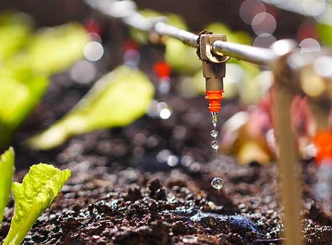 Drip Irrigation Diy Self Watering Planter, Irrigation System Diy, Painting Colour, Home Wall Painting, Winter Vegetables Gardening, Seed Starting Mix, Florida Gardening, Fall Garden Vegetables, Drip Irrigation System