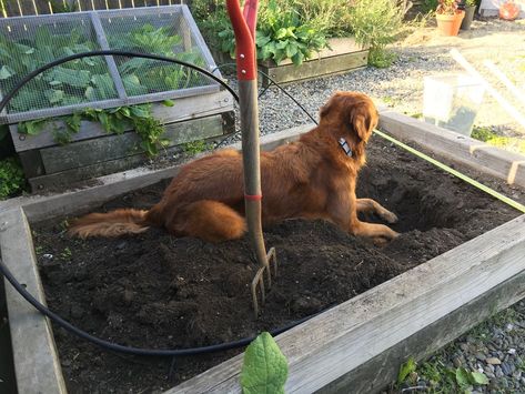 3 steps to save your yard from your digging-monster dog — Cannon Dog Training Dog Digging, Digging Dogs, Creative Valentines, Diy Valentines Crafts, Diy Dog, Make It Work, Diy Dog Stuff, Valentines Diy, Save Yourself