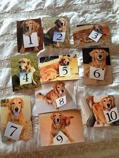 Dog table numbers- wedding Framed Table Numbers Wedding, Wedding Table Display, Dog Table, Event Planning Tips, Wedding Numbers, Table Names, Wedding Table Decorations, Dog Wedding, Reception Table