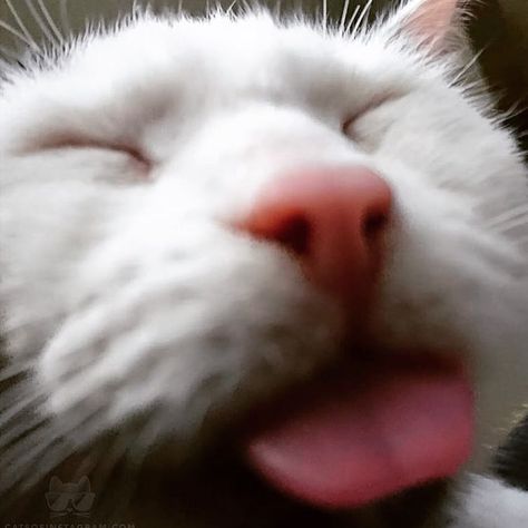 Cat Sticking Tongue Out, Cat Profile, Silly Cats Pictures, Error Code, Cat Pictures, Cat Aesthetic, Profile Pics, Silly Cats, Pretty Cats