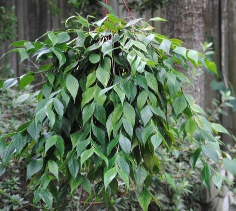 Hoya Polyneura Broget, Hoya Varieties, Hoya Polyneura, Wishlist Plants, Hoya Plant, Indoor Oasis, Plant Goals, Plant Identification, Plant List