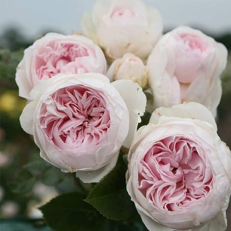 Amazon.com : Heirloom Roses Earth Angel Rose Plant - Parfuma® Earth Angel Pink Floribunda Rose Bush, Cupped Peony Shaped Blooms : Patio, Lawn & Garden Pink Fragrance, Floribunda Roses, Rose Nursery, Heirloom Roses, Flowers In A Vase, Fragrant Plant, David Austin Roses, Growing Roses, Have Inspiration