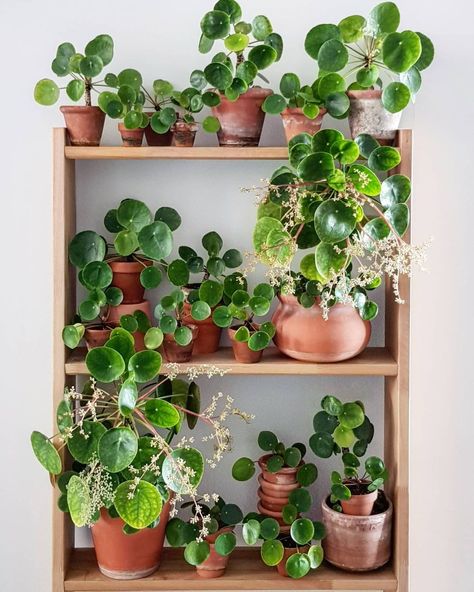 Tattoo Plant, نباتات منزلية, Pilea Peperomioides, Chinese Money Plant, Plant Decor Indoor, Royal Caribbean Cruise, Plant Aesthetic, House Plants Decor, Easy Plants