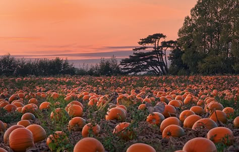 The pumpkin: how it stole the turnip's thunder - The Field Fall Computer Backgrounds, Fall Desktop Backgrounds, Desktop Wallpaper Fall, Halloween Desktop Wallpaper, Pumpkin Field, Helloween Wallpaper, Planting Pumpkins, October Wallpaper, Pumpkin Wallpaper