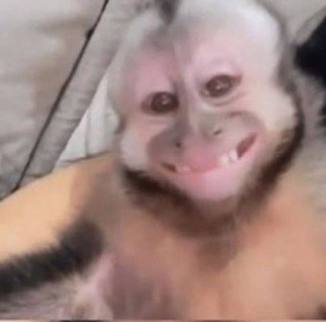 Monkey Smile, Monkey Smiling, Funny Monkey Pictures, Cute Monkey Pictures, Monkey Icon, Monkey Pictures, Funny Expressions, Twitter Funny, Funny Animal Photos