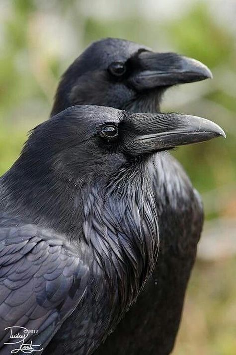 Ravens | dgward55 | Flickr Raven And Wolf, Black Crows, American Crow, Raven Bird, Crow Art, Jackdaw, Raven Art, Crows Ravens, Pics Art