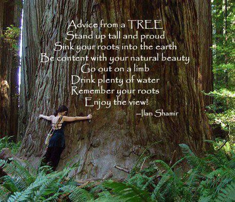 What trees would tell us if they could talk. Wild Women Sisterhood, Tree Quotes, Tree Plan, Drink Plenty Of Water, Old Trees, Tree Hugger, Wild Woman, Tree Stand, Ancient Wisdom