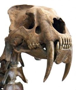 "Smilodon" -- Despite appearances the sabres were actually rather brittle and were easily broken, meaning that they were largely useless during a hunt. Giant Sloth, Skull Reference, Canine Tooth, Animal Skeletons, Animal Skull, Ancient Animals, Animal Bones, Extinct Animals, Dinosaur Fossils