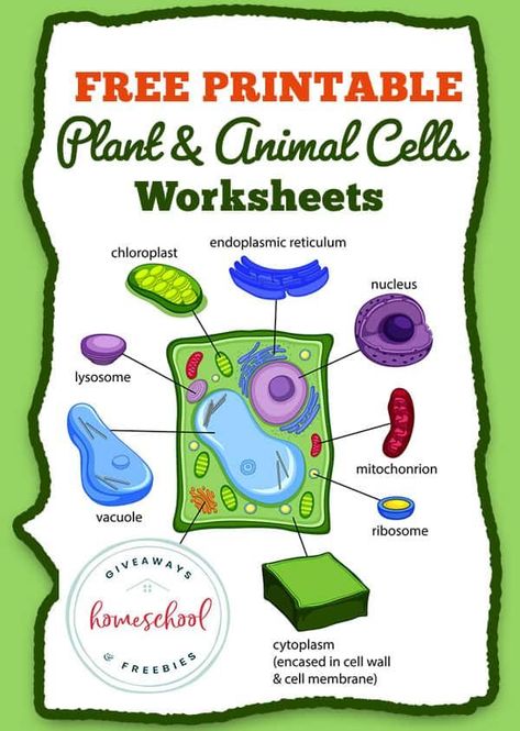 Plant Cell Activity, Animal Cell Activity, Typical Plant Cell, Cell Worksheets, Animal Cell Parts, Plant Cell Labeled, Nutrition In Plants, Cell Diagram, Animal Cells