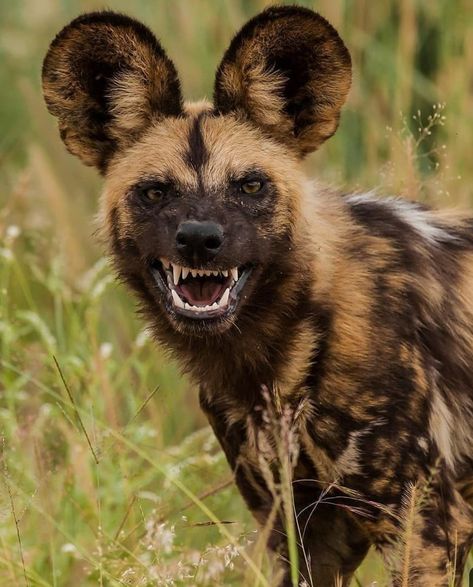 Cool Animal Photography, Hyena Ears, Photos Of Animals, Wild Dog, African Wild Dog, Animals Photography, Animal Study, Wildlife Photos, Pretty Animals