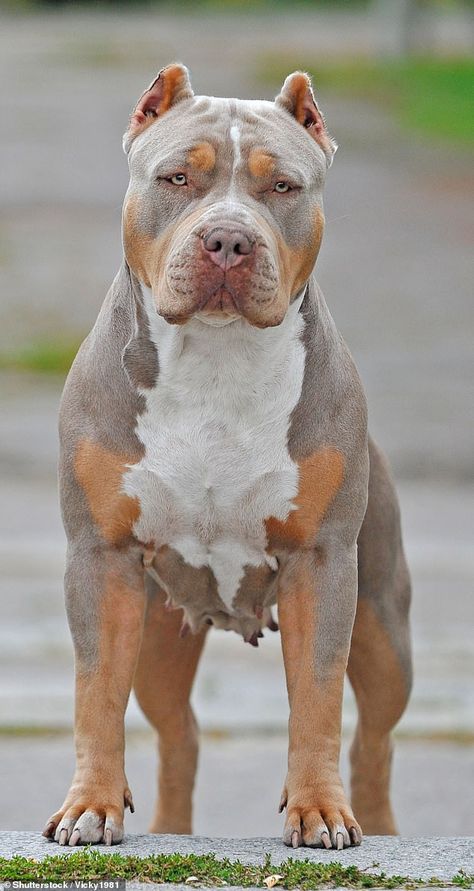 Ministers are under pressure to ban 'aggressive' American bully dogs (pictured) which have been blamed for a wave of vicious maulings Pitbull Dog Pictures, Woman In Hospital, Pitbull Dog Breed, Bully Dogs, Bully Breeds Dogs, Dangerous Dogs, Dog Line, Bully Dog, Aggressive Dog