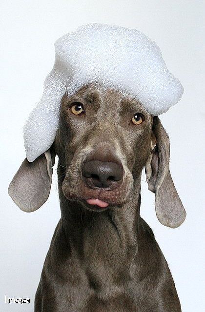 Dog Grooming Photoshoot, Pet Advertising, Animal Photoshoot, Dog Spa, Dog Grooming Salons, Weimaraner Dogs, Funny Dog Photos, Dog Photoshoot, Dog Wash