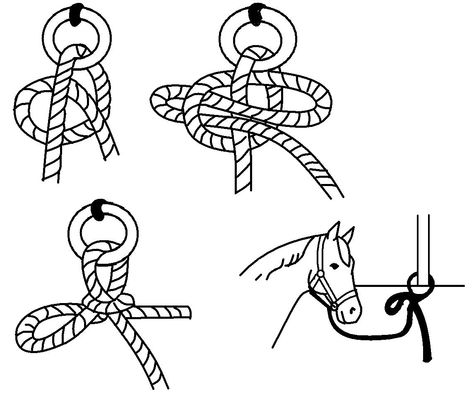 Quick Release Knot illustration  #Horsemastership #glenlyon pony club. Knot Illustration, Quick Release Knot, Horse Lessons, Horse Facts, Horse Riding Tips, Horse Camp, Horse Training Tips, Horse Equipment, Horse Tips