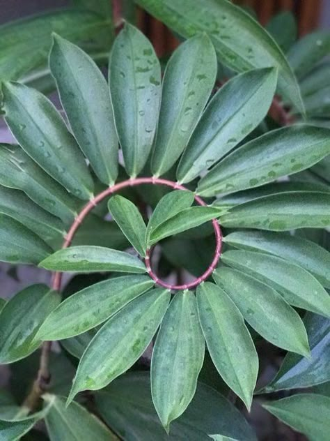 Spiral - Plant Therapy Tropical Leaves Photography, Spiral In Nature, Fibonacci In Nature, Spiral Plant, Spirals In Nature, Spiral Flower, Rainforest Plants, Geometry In Nature, Pottery Wall