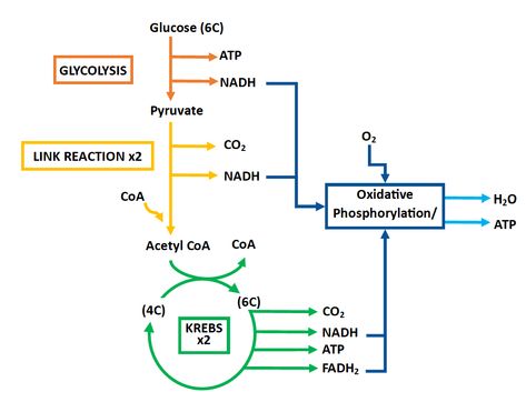 Med Notes, Oxidative Phosphorylation, Getting Into Medical School, Human Physiology, Krebs Cycle, A Level Biology, Medical School Life, Pharmacy School, Biology Facts