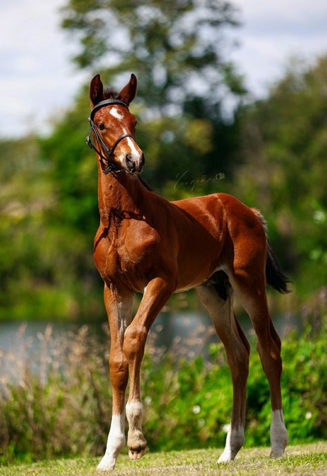 Bay Warmblood colt Warmblood Foal, Beautiful Horses, Horses, Animals