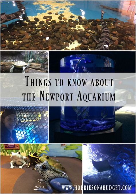 Heading to the Newport Aquarium in Newport Kentucky?  Check out these things to know before you visit. Newport Aquarium Kentucky, Newport Kentucky, Newport Aquarium, Kentucky Vacation, Kentucky Travel, Southern Travel, Summer Field, Outdoor Vacation, Vacation Tips