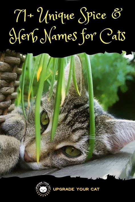 Spice and Herb Cat Names #catnames #petnames #nameideas Cat Names Unique, Names For Male Cats, Herb Names, Spice Names, Names For Cats, Calico Cat Names, Boy Cat Names, Girl Cat Names, Cute Cat Names