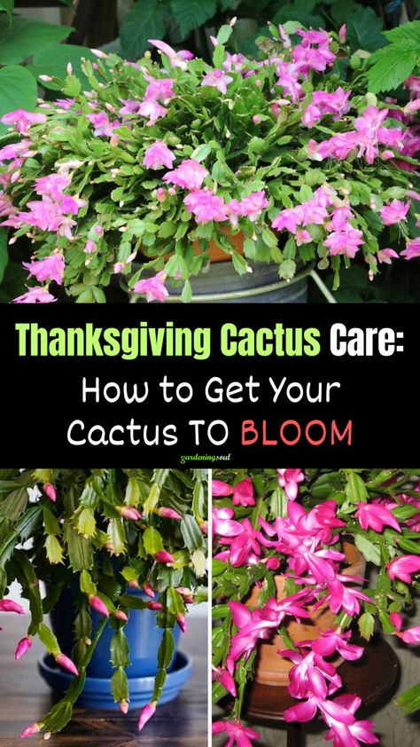 Thanksgiving Cactus Care: How to Get Your Cactus to Bloom Thanksgiving Cactus Care, Christmas Cactus Propagation, Christmas Cactus Care, Cactus Bloom, Christmas Cactus Plant, Thanksgiving Cactus, Holiday Cactus, African Violets Plants, Cactus Care