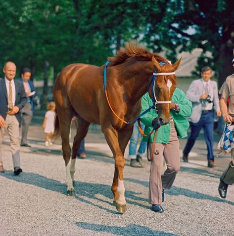 Secretariat Horse, Triple Crown Winners, Equestrian Chic, Iconic Poster, Belmont Stakes, Equestrian Helmet, Thoroughbred Horse, Horse Blankets, Triple Crown