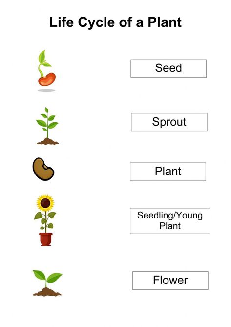 Life Cycle Of Flowering Plants Worksheet, Life Cycle Of A Flowering Plant, Plant Life Cycle Worksheet Preschool, Life Cycle Of A Tomato Plant, Life Cycle Of A Plant Worksheet, Plant Life Cycle Project, Plants Life Cycle, Plant Worksheet, Plant Cycle