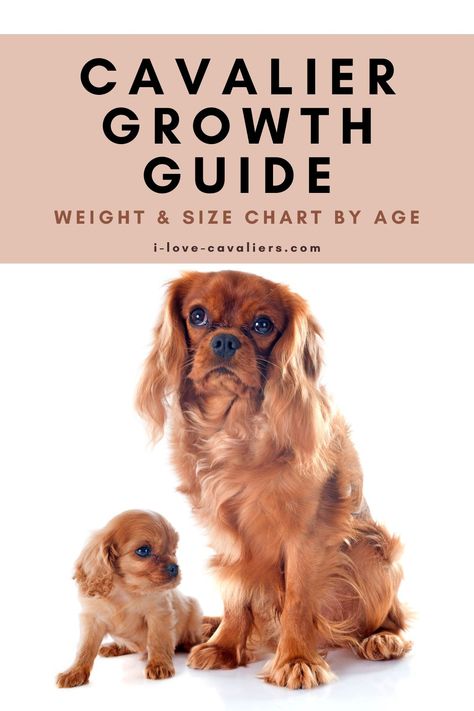 Interested in the growth stages of Cavalier King Charles Spaniels? Our expert guide explains each phase in detail. Learn about the progression from puppyhood to adulthood, and how to best support your Cavalier at each phase! Ruby King Charles Cavalier, Ruby Cavalier King Charles Spaniel Puppy, Cavalier King Charles Spaniel Blenheim, High Intelligence, King Charles Spaniel Puppy, Puppies In Pajamas, Puppy Checklist, Weight Chart, King Charles Puppy