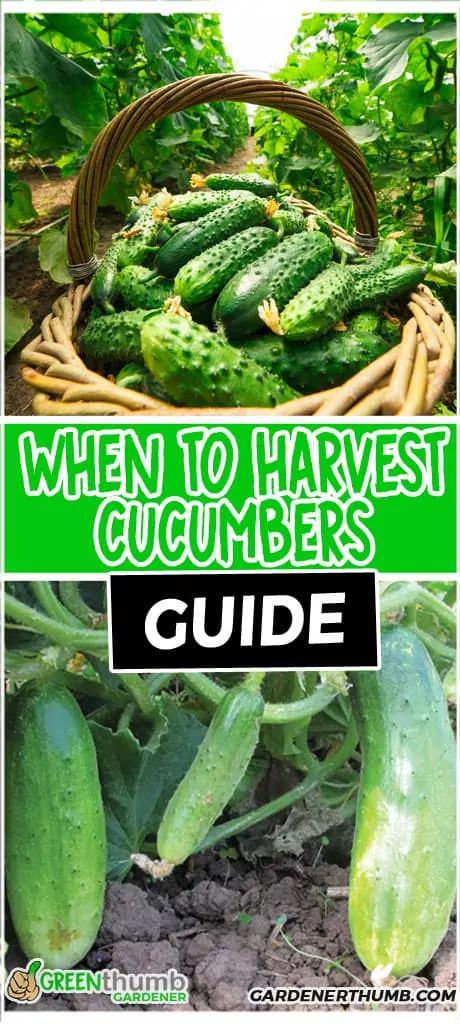 Cucumber Harvest | When to Pick Cucumbers | Green Thumb Gardener When To Pick Cucumbers, When To Harvest Cucumbers, Cucumbers Growing, How To Grow Cucumbers, Grow Cucumbers, Container Garden Design, Growing Cucumbers, Homestead Gardens, Survival Gardening