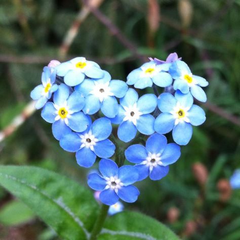 Heart shaped Forget-Me-Not. Heart In Nature, I Love Heart, Heart Images, Happy Heart, Arte Floral, Felt Hearts, Heart Art, Forget Me Not, Beautiful Blooms