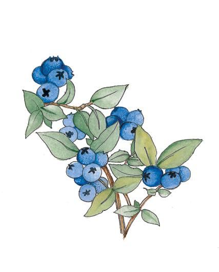 Blueberry Painting, Bush Drawing, Blueberry Bush, Blueberry Plant, Berry Bushes, Blueberry Bushes, Keep Quiet, Wild Blueberries, Plant Drawing