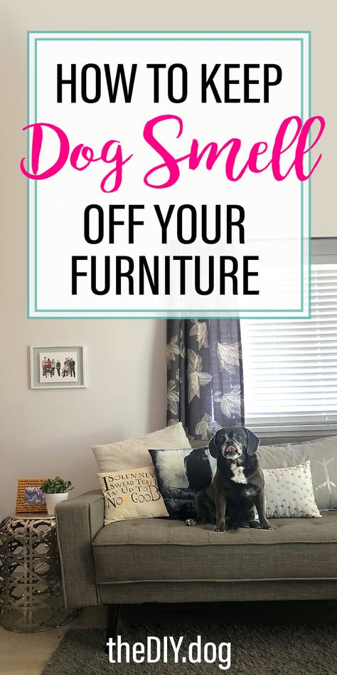 We're spending more time on our couch than ever. (Thanks 2020!) But that doesn't mean our fav hang our spot needs to smell like dog. Here are our best tricks for keeping dog smell off your furniture. How To Get Dog Smell Out Of House, Getting Dog Smell Out Of House, Dog Pee Smell Out Of Couch, Remove Dog Smell From House, How To Get Rid Of Dog Smell In House, Couch Odor Remover, How To Make Couch Smell Good, Dog Smell Out Of House, Diy Couch Deodorizer Spray