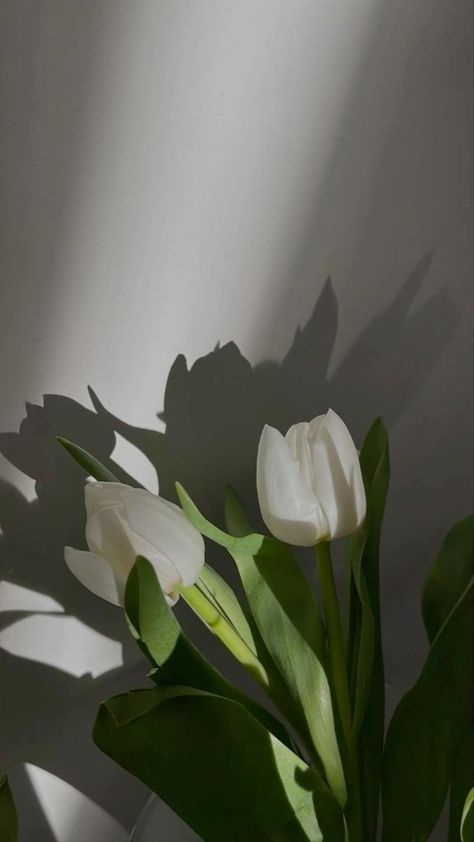 Minimalist Wallpaper Phone, Iphone Wallpaper Landscape, Vintage Flowers Wallpaper, Nothing But Flowers, Cute Simple Wallpapers, White Tulips, Iphone Wallpaper Vintage, Minimalist Wallpaper, Simple Wallpapers